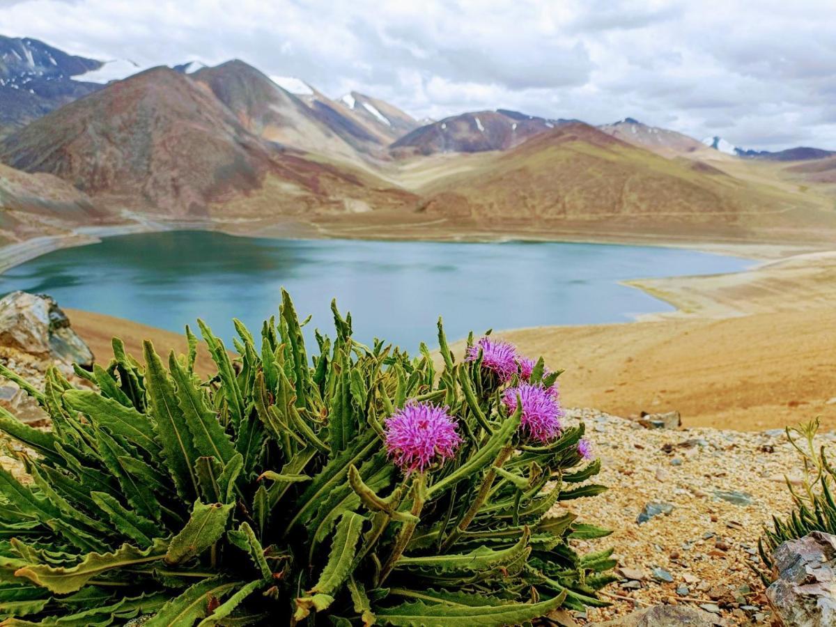 Hotel Camp Redstart Leh Exterior foto